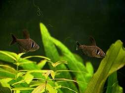 Image of Black phantom tetra