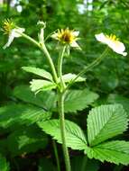 Image of Hautbois Strawberry