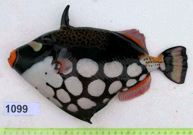 Image of clown triggerfish