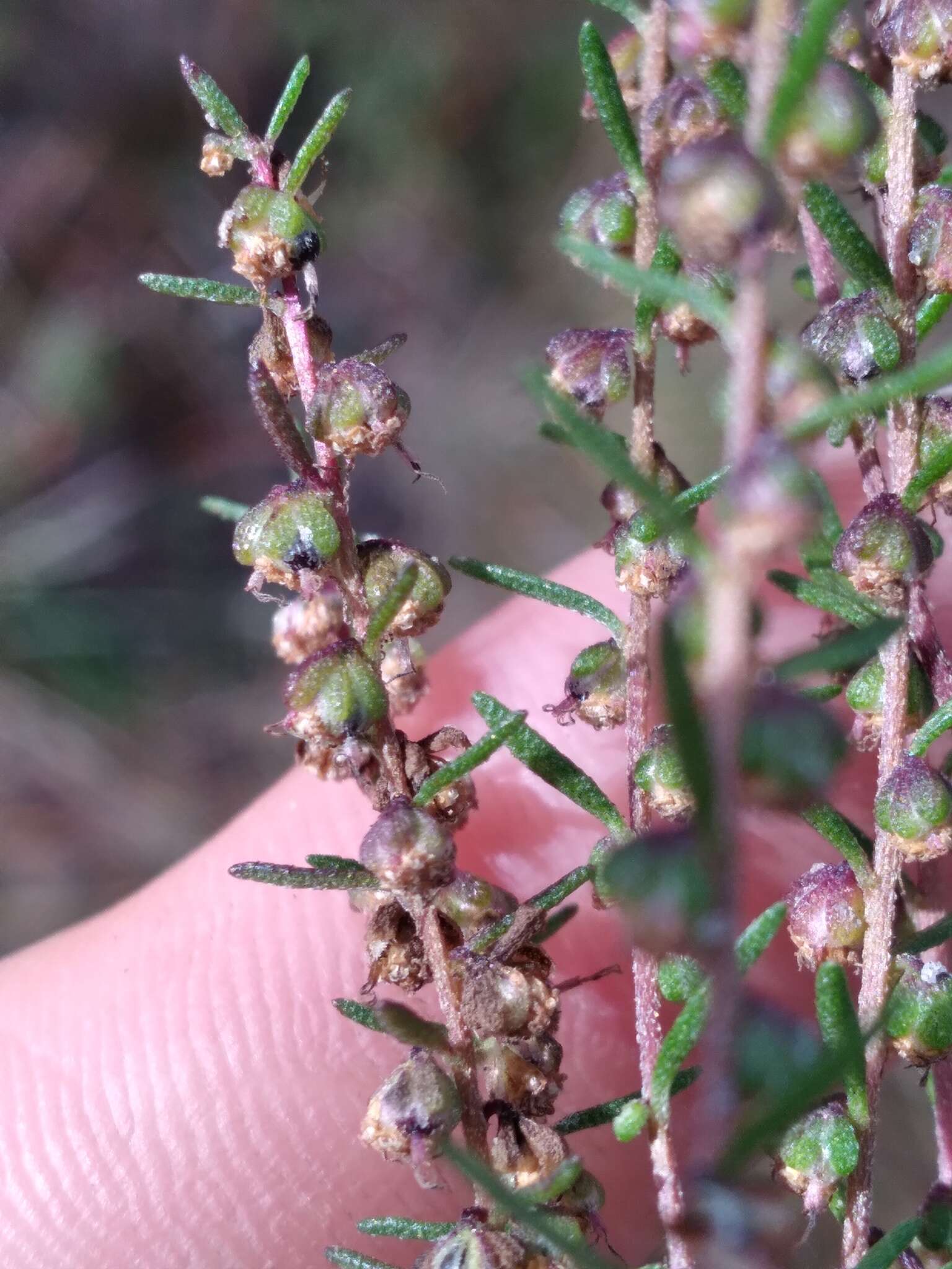 Image of Small-Head Marsh-Elder