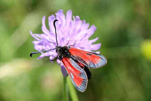 Image of Zygaena punctum Ochsenheimer 1808