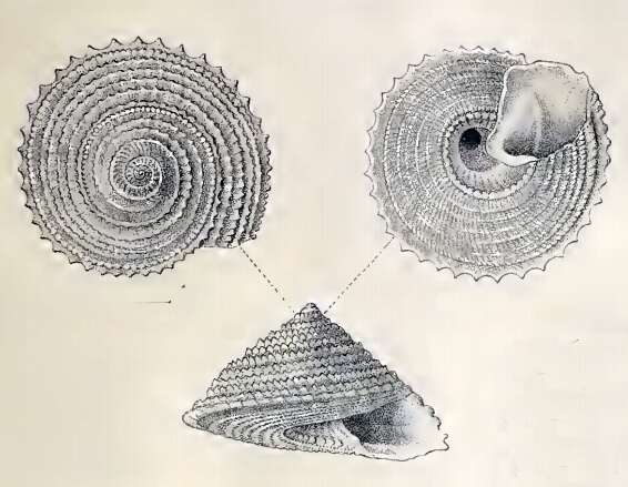 Image of Calliotropis calcarata (Schepman 1908)