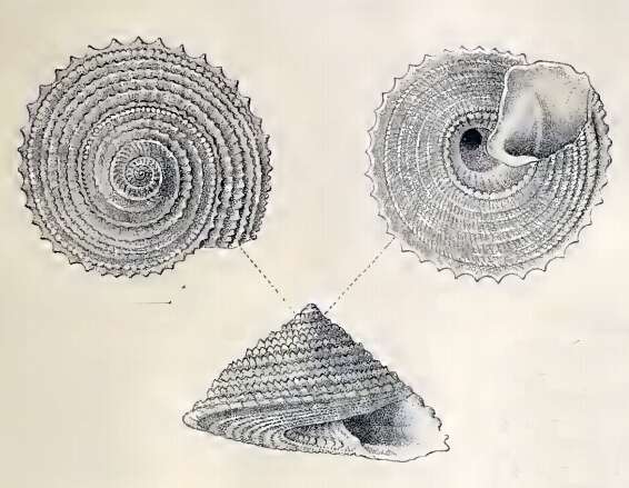 Imagem de Calliotropis calcarata (Schepman 1908)