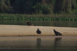 Image of Lesser Yellow-headed Vulture