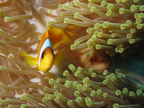 Image of Clownfish