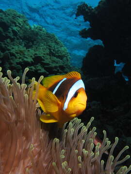 Image of Clownfish