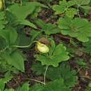 Image of Kentucky lady's slipper