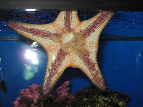 Image of chocolate chip sea star