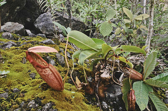 Image of Pitcher plant