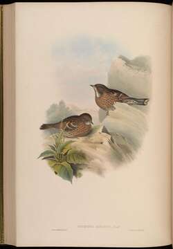 Image of Altai Accentor