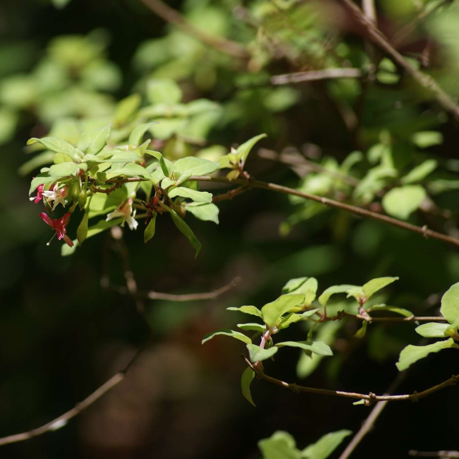 Image of Fuchsia thymifolia Kunth