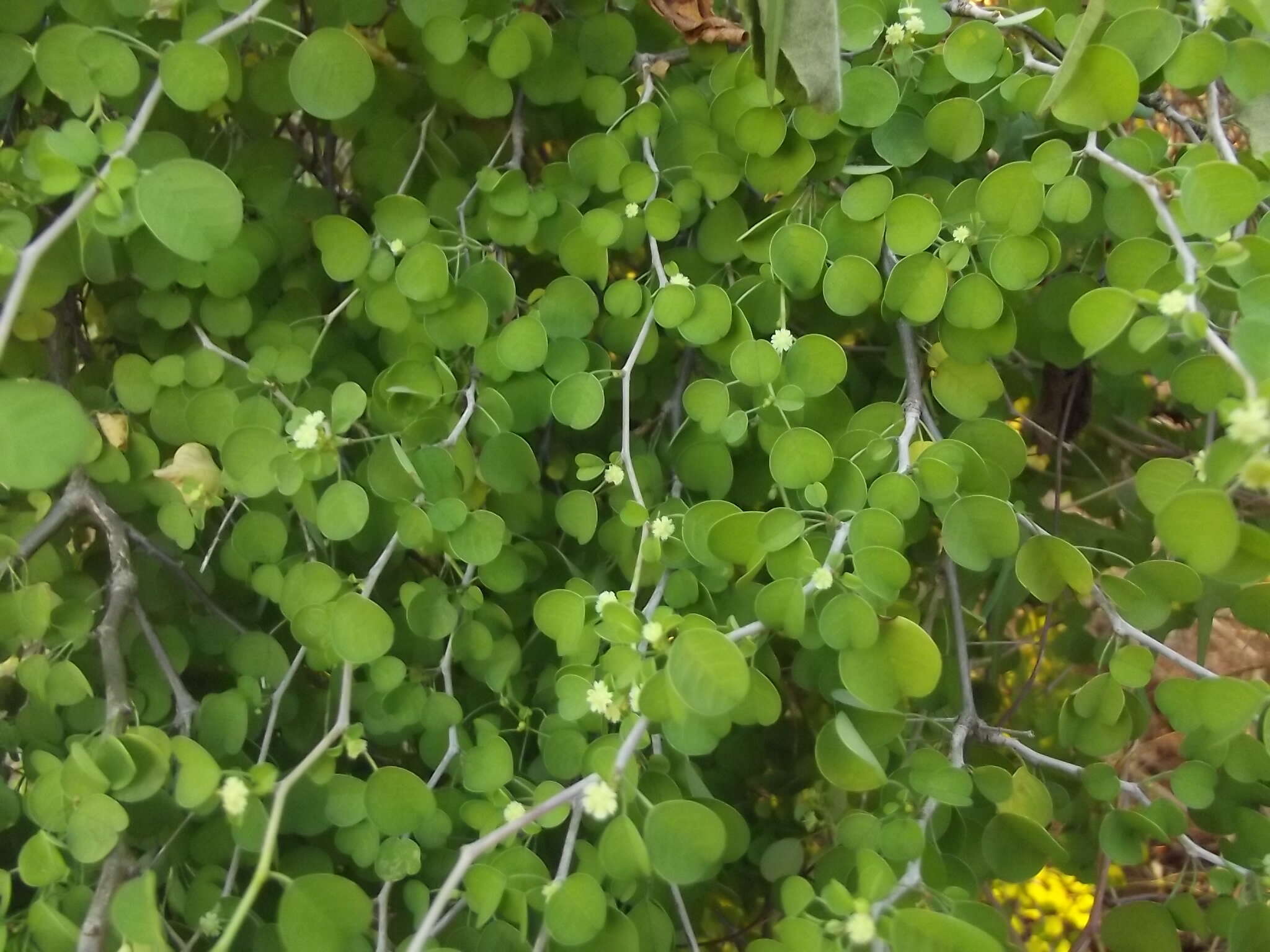 Image of Euphorbia californica Benth.