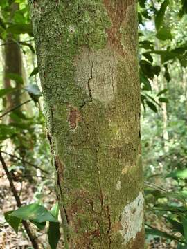 Слика од Dysoxylum oppositifolium F. Müll.