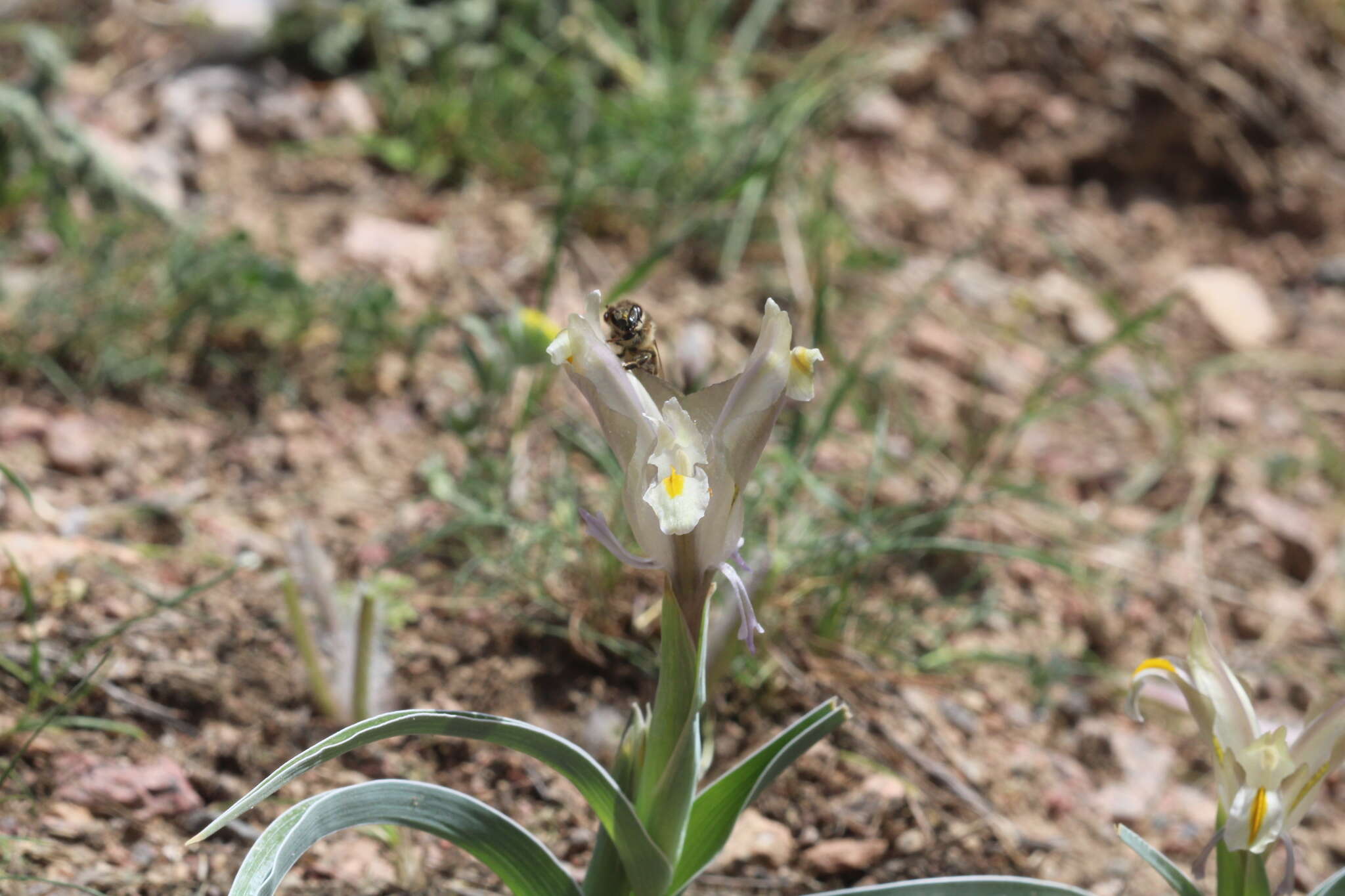 Image of Iris capnoides (Vved.) T. Hall & Seisums