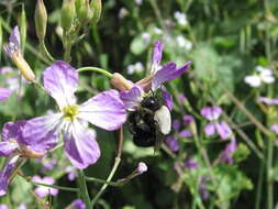 Image of Centris cineraria Smith 1854