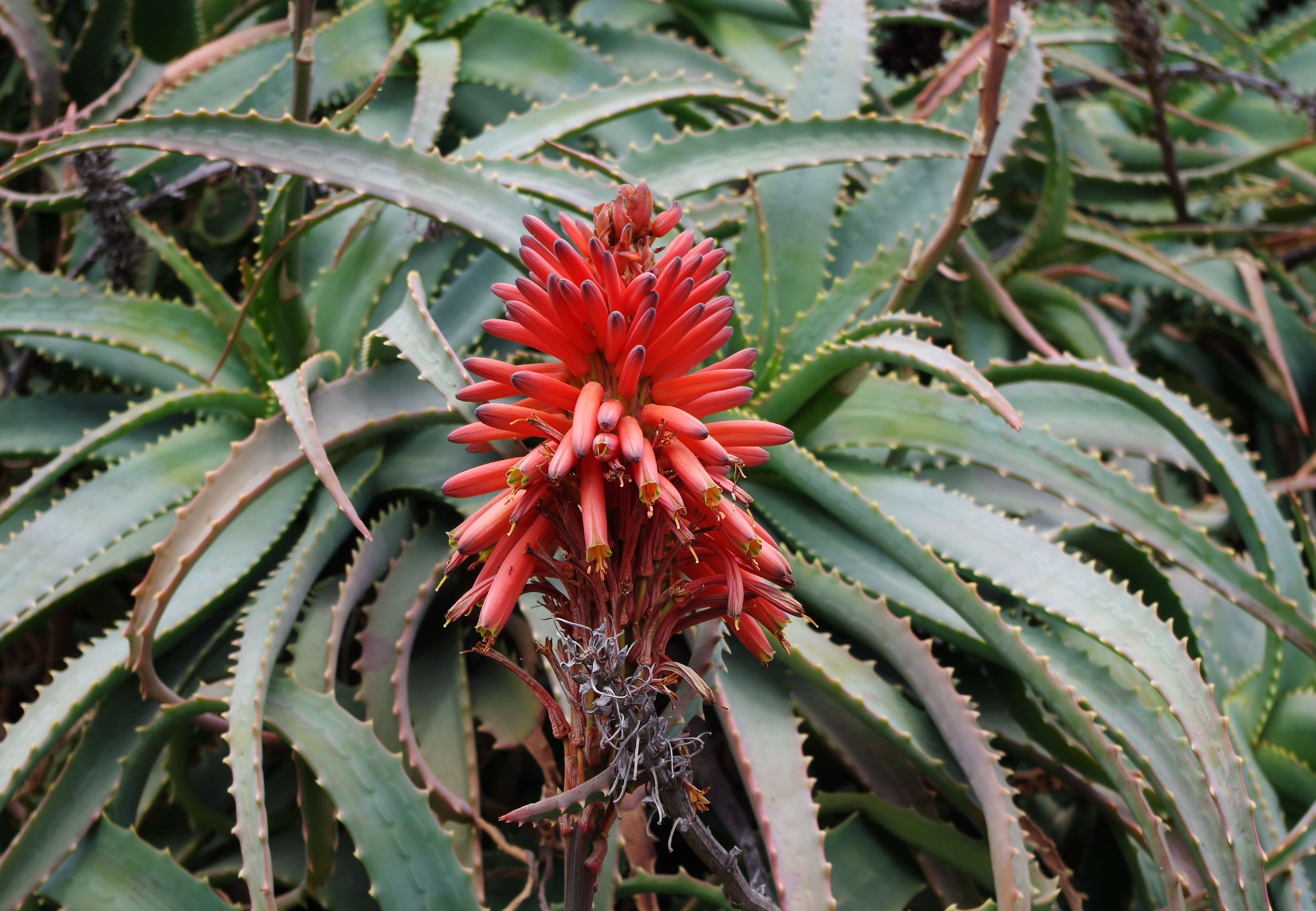 Image of candelabra aloe