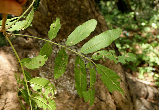 Image of Banket mahogany