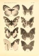 Image of Charaxes