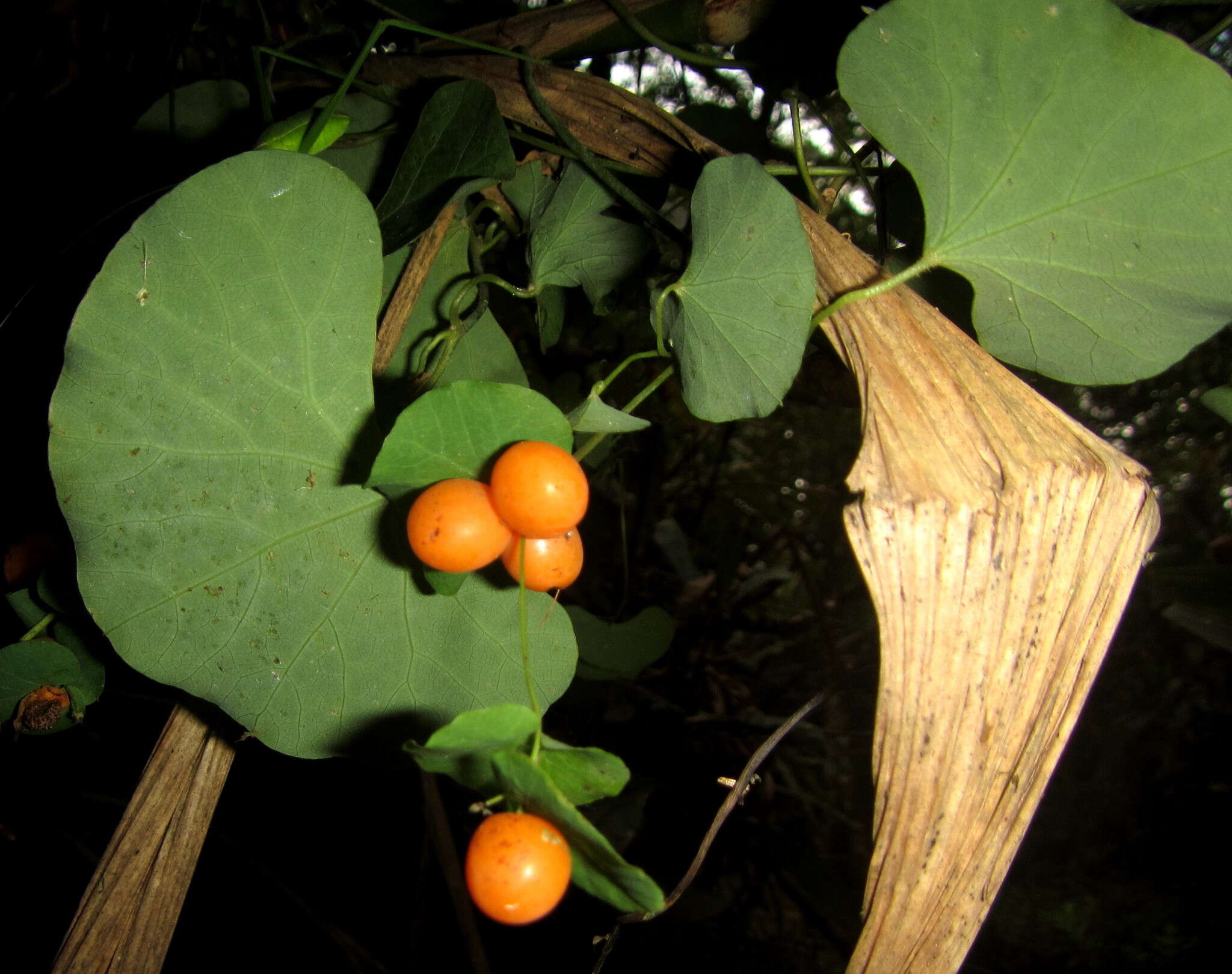 Image of Kidney-leaf