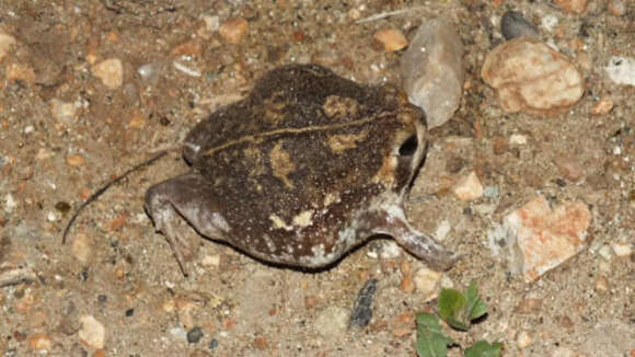 Image of Common Rain Frog