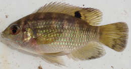 Image of Banded bream