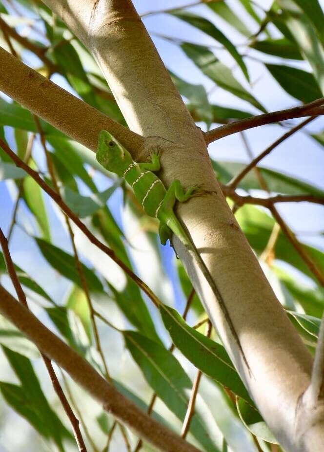 Image of Anolis luteogularis Noble & Hassler 1935