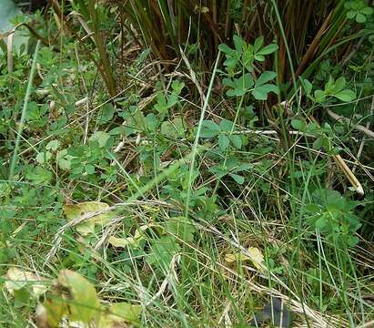 Imagem de Lotus pedunculatus Cav.