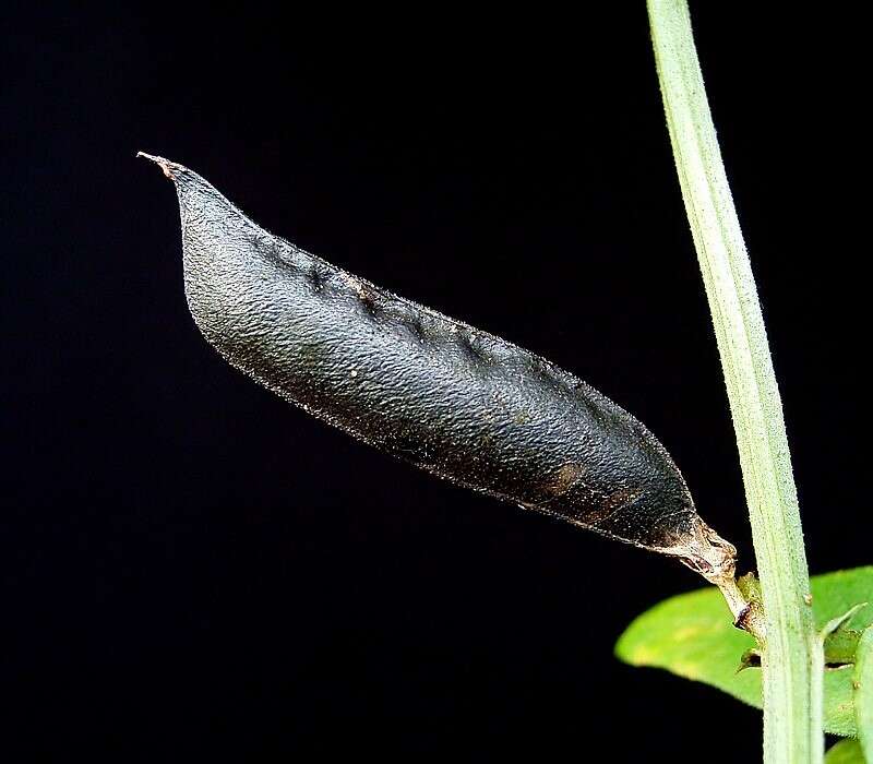 Image of bush vetch