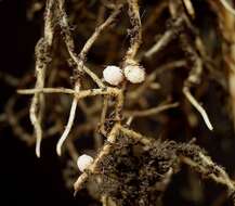 Image of bush vetch