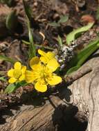 Image of plantainleaf buttercup