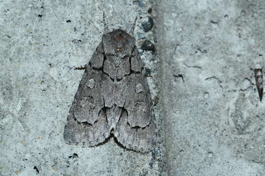 Image of Radcliffe's Dagger-moth