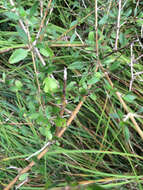 Image of Coprosma conferta A. Cunn.