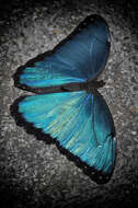 Image of Morpho didius Hopffer 1874