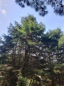 Image of Cilician Fir