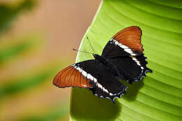 Image de Siproeta epaphus