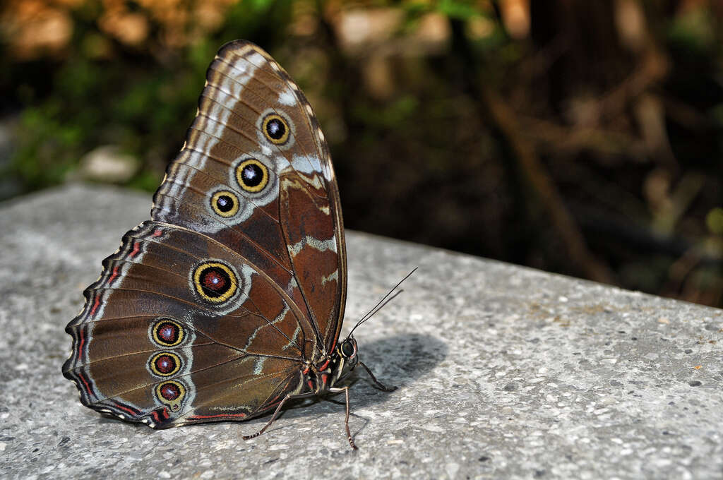 Image of Morpho didius Hopffer 1874