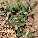 Слика од Polygala rupestris subsp. oxycoccoides (Desf.) Batt.