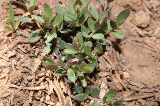 Imagem de Polygala rupestris subsp. oxycoccoides (Desf.) Batt.