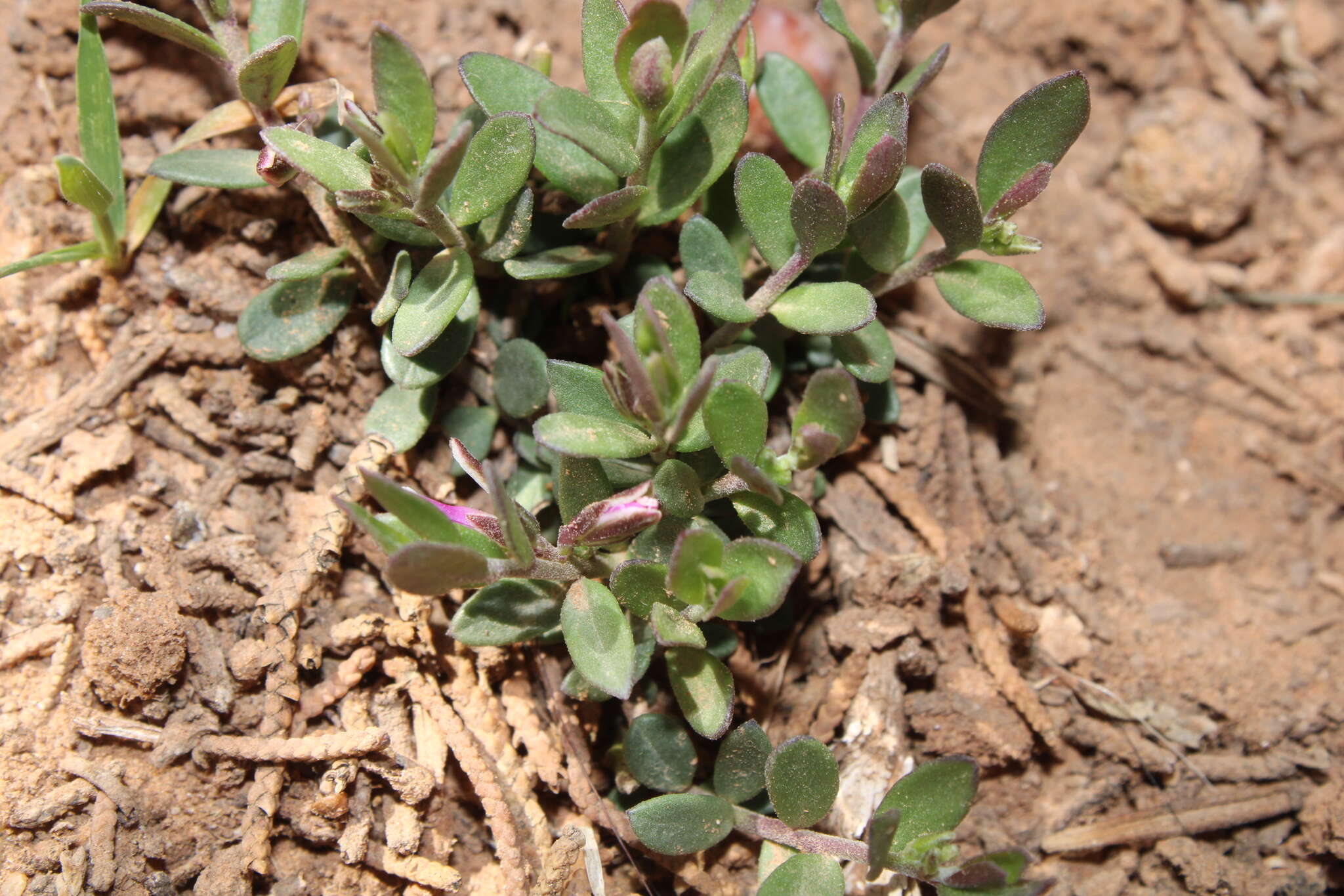 Image of Polygala rupestris subsp. oxycoccoides (Desf.) Batt.
