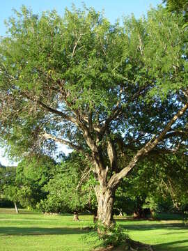 Image of black cutch