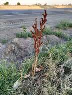 Image of Rumex patientia subsp. orientalis Danser