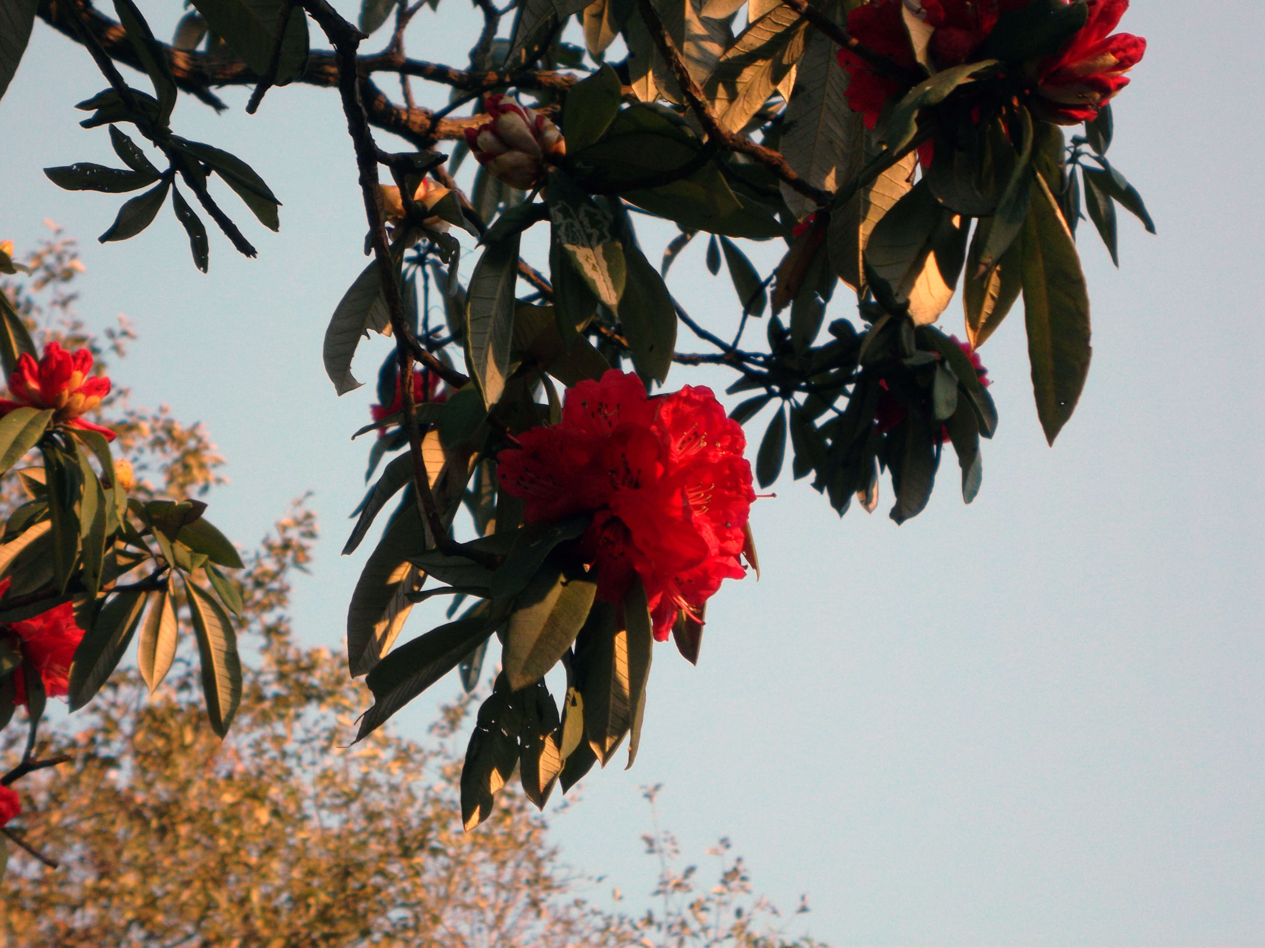 Image of Tree Rhododendron