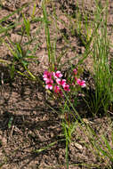 Image of Indigofera rubroglandulosa Germish.