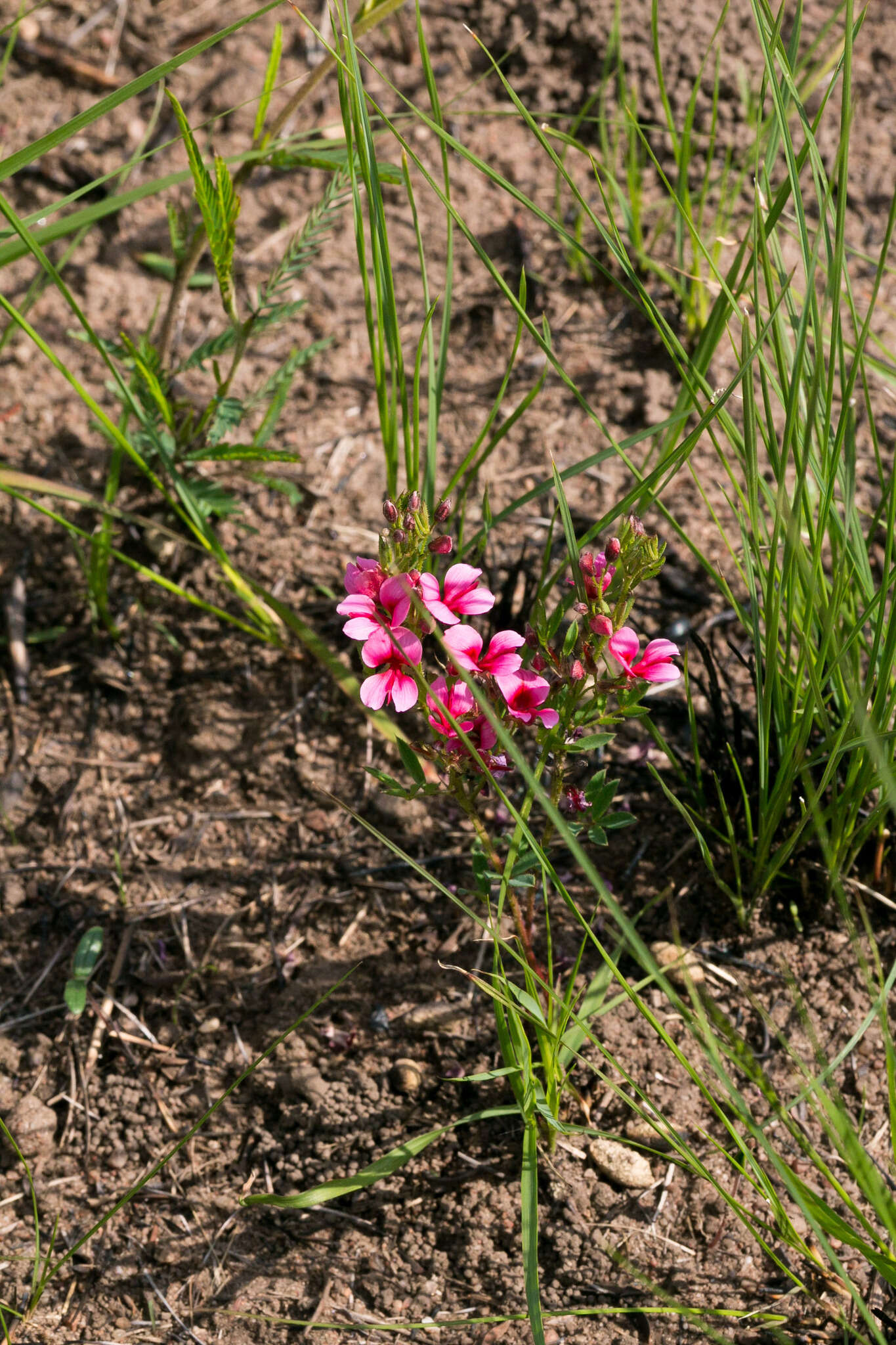 Image of Indigofera rubroglandulosa Germish.