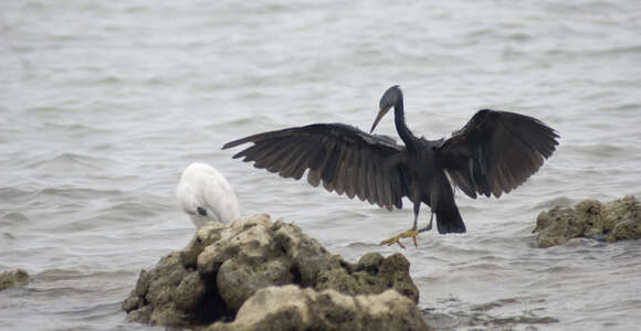 Image of Egretta Forster & T 1817