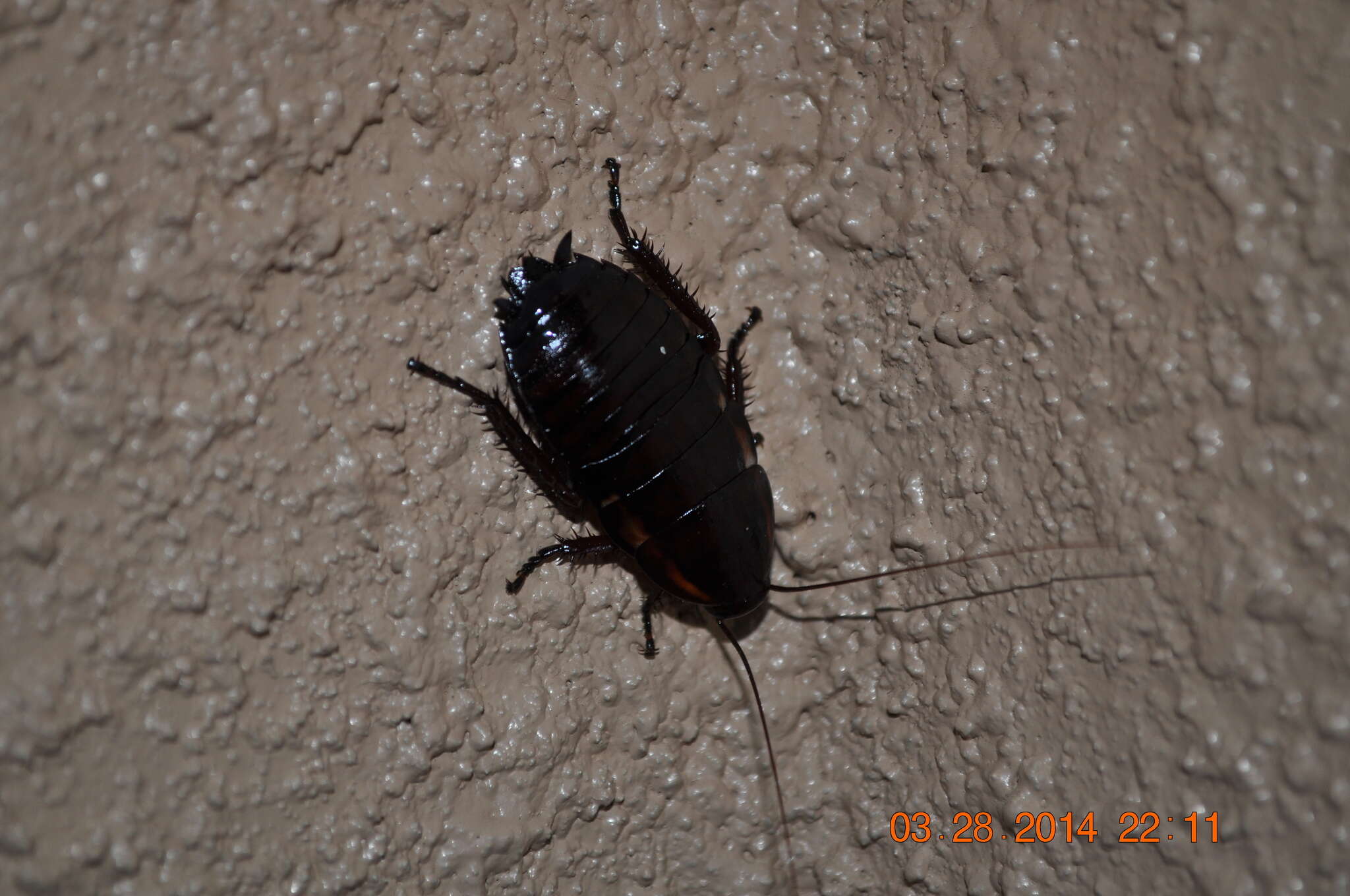 Image of Florida Woods Cockroach