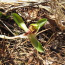 Image de Cymbidium goeringii (Rchb. fil.) Rchb. fil.