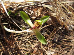 Image de Cymbidium goeringii (Rchb. fil.) Rchb. fil.