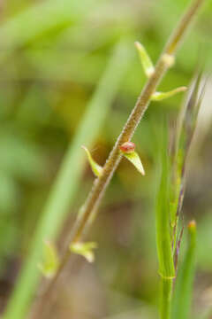 Image of Saxifraga bulbifera L.