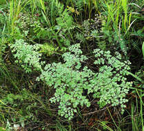 Image de Thalictrum foetidum L.